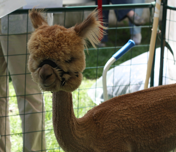 alpaca 3